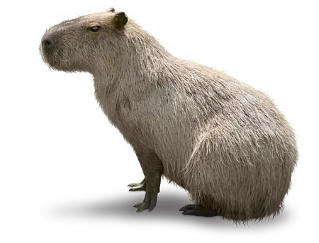 28.09.26 #Capybara #Wasserschwein (Südamerika)